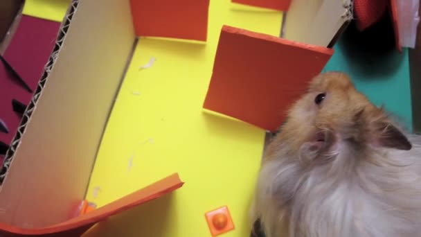 Aproape Drăguț Hamster Sirian Care Miroase Zidurile Colorate Ale Labirintului — Videoclip de stoc