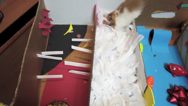 Kağıt Kesikleriyle Doldurulmuş Mukavva Labirentten Geçen Şirin Suriyeli Hamsterı Yakından — Stok video