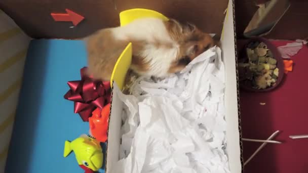 Close Hamster Sírio Bonito Indo Jogou Labirinto Papelão Arquivado Com — Vídeo de Stock