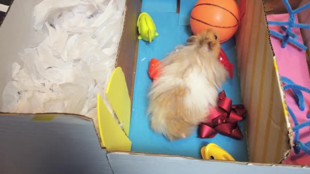 Närbild Söt Syrisk Hamster Lösa Labyrinten Vatten Tema Med Fiskar — Stockvideo