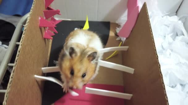 Dekat Hamster Syrian Lucu Berjalan Melalui Labirin Dan Hambatan Menggigit — Stok Video