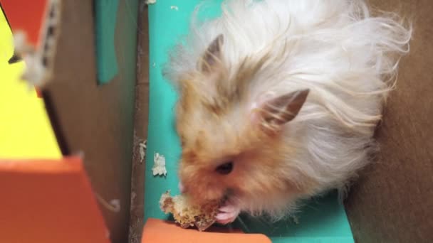 Sluiten Van Schattige Syrische Hamster Eten Hamster Traktatie Het Doolhof — Stockvideo
