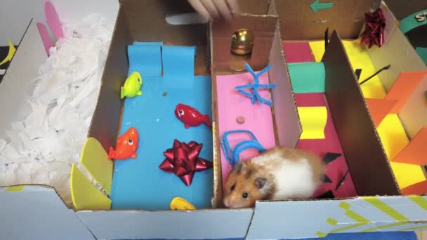 Kind Führt Seinen Hamster Durch Das Labyrinth Mit Leckereien Hochwertiges — Stockvideo