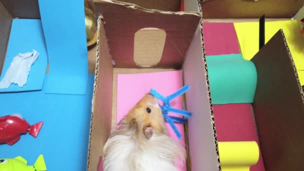 Close Hamster Sírio Bonito Explorando Labirinto Colorido Cheirando Redor Imagens — Vídeo de Stock