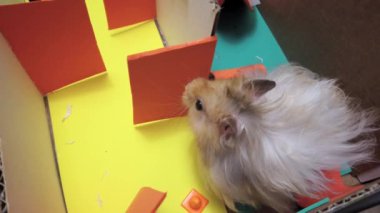Labirentteki şirin Suriyeli hamster 'a yaklaş, kafası karışık ya da dinleniyor. Yüksek kalite 4k görüntü