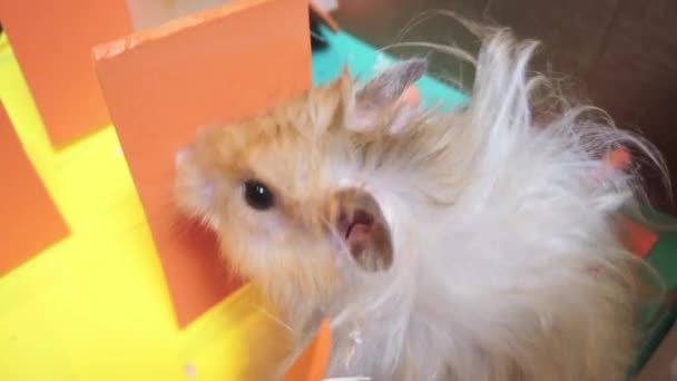 Close Hamster Sírio Bonito Explorando Labirinto Colorido Imagens Alta Qualidade — Vídeo de Stock