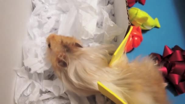 Gros Plan Hamster Syrien Mignon Passant Par Labyrinthe Carton Classé — Video