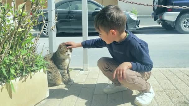 Χαριτωμένο Νήπιο Χαϊδεύει Αδέσποτη Γάτα Στο Δρόμο Υψηλής Ποιότητας Πλάνα — Αρχείο Βίντεο