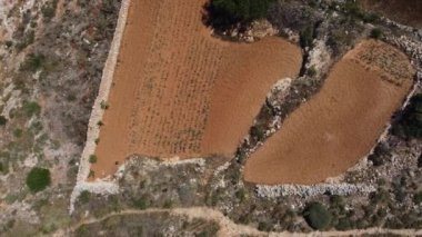 Renkli bahar tarım alanları. Doğa manzarası işte. Selmun yarımadasında teraslar. İnsansız hava aracı bakış açısı. Malta ülkesi. Yüksek kalite 4k görüntü