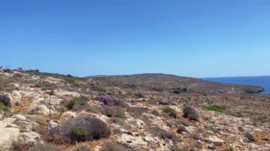 Comino Adası, Malta 'nın engebeli arazisinde güzel renkli kır çiçekleri. Uzakta Akdeniz ve Malta adası görünüyor. Yüksek kalite 4k görüntü