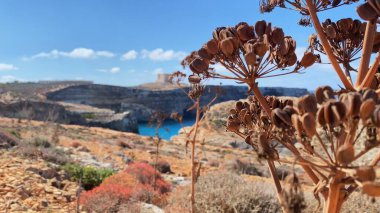 Revealing shot of Santa Marija tower on Comino island, malta, with wild dry cumin in the foreground. Island name Comino Maltese Kemmuna is derived from this plant name as its wide spread on the island clipart