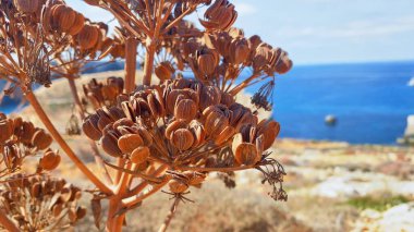 Comino Adası, Malta 'daki Santa Marija kulesinin ön planda vahşi kuru kimyonla görüntüsü. Adanın adı Comino Maltese Kemmuna 'dır ve bu bitkinin adı adadaki geniş bir alana yayılmıştır.