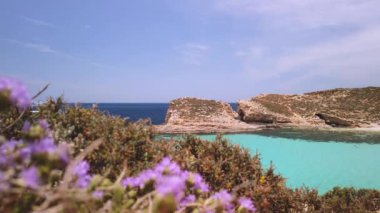 Comino, Malta 29.05.2024 - Mavi lagün, mor çiçeklerin arkasından çekilen görüntüler - Akdeniz Thyme. Yüksek kalite 4k görüntü
