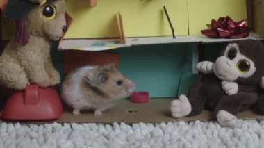 Şirin Suriyeli hamster oyuncak köpek ve maymunla evini keşfediyor. Yüksek kalite 4k görüntü