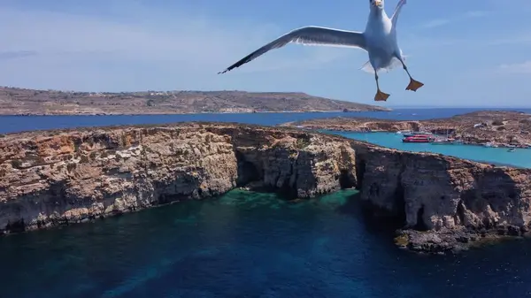 stock image Aerial view of the sea caves of Cominotto uninhabited island near Comino, Maltese islands. Seagull flying in the frame. High quality photo