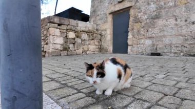 Mdina, Malta, müstahkem şehirde sokak kedisiyle oynayan bir çocuk. Yüksek kalite 4k görüntü