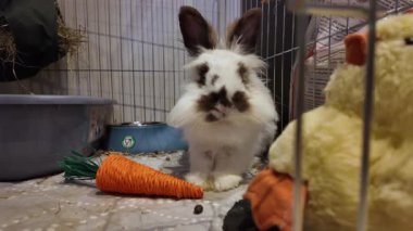 Şirin Aslan Kafa kahverengi ve beyaz tavşan havuç oyuncağının önünde burnunu oynatıyor. Yüksek kalite 4k görüntü