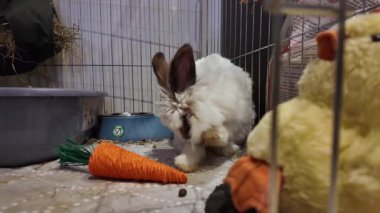 Yumuşak tavşan. Dişi bir aslan kafalı tavşan kendini evde hazırlıyor ve esniyor. Yüksek kalite 4k görüntü