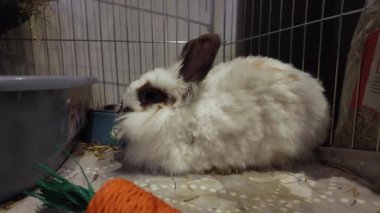 Sevimli aslan kafalı tavşan kabininde dinleniyor. - Evet. Yüksek kalite 4k görüntü