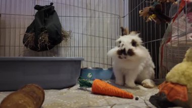 Sevimli aslan kafalı tavşan carro oyuncağıyla mastürbasyon yapıyor ve kendini tımar ediyor. Yüksek kalite 4k görüntü