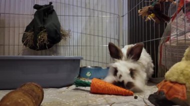 Sevimli aslan kafalı tavşan carro oyuncağıyla mastürbasyon yapıyor ve kendini tımar ediyor. Yüksek kalite 4k görüntü