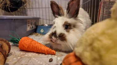 Bu resim kaleminin içinde bir tavşan barındırıyor. Tavşan kahverengi ve beyaz ve sahte bir havucun yanında oturuyor. Fotoğraf, tavşanların yüzünün yakın çekimi..