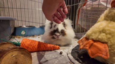 Bu resim tüylü benekli bir tavşanı kafesinde nazikçe okşanıyor. Bir havuç da dahil olmak üzere oyuncaklar ve yemek kaseleri kafesin etrafına saçılmış durumda..
