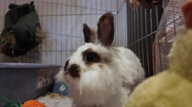 Şirin Aslan Kafa kahverengi ve beyaz tavşan havuç oyuncağının önünde burnunu oynatıyor. Yüksek kalite 4k görüntü