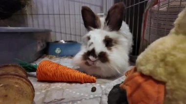 Şirin Aslan Kafa kahverengi ve beyaz tavşan havuç oyuncağının önünde burnunu oynatıyor. Yüksek kalite 4k görüntü