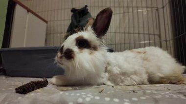 Sevimli aslan kafalı tavşan, kabininde dinleniyor. Göz ve yeleye yaklaş. Yüksek kalite 4k görüntü