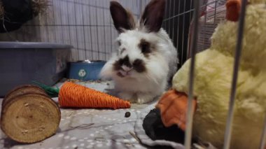 Şirin Aslan Kafa kahverengi ve beyaz tavşan havuç oyuncağının önünde burnunu oynatıyor. Yüksek kalite 4k görüntü