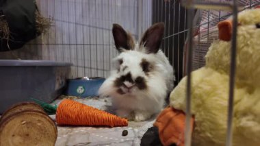 Şirin Aslan Kafa kahverengi ve beyaz tavşan havuç oyuncağının önünde burnunu oynatıyor. Yüksek kalite 4k görüntü