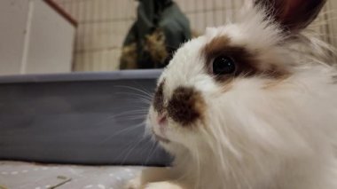 Evcil tavşan. Aslan kafalı cüce tavşan, kabininde dinleniyor. Yüksek kalite 4k görüntü