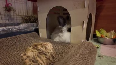 Saklandıkları yerde dinlenen sevimli aslan başlı tavşan. Yüksek kalite 4k görüntü