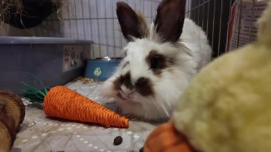 Şirin Aslan Kafa kahverengi ve beyaz tavşan havuç oyuncağının önünde burnunu oynatıyor. Yüksek kalite 4k görüntü