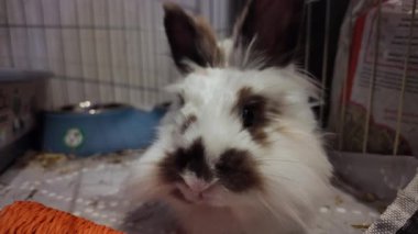 Şirin Aslan Kafa kahverengi ve beyaz tavşan havuç oyuncağının önünde burnunu oynatıyor. Yüksek kalite 4k görüntü