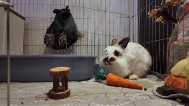 Sevimli aslan kafalı tavşan carro oyuncağıyla mastürbasyon yapıyor ve kendini tımar ediyor. Yüksek kalite 4k görüntü