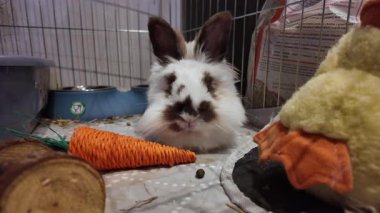 Şirin Aslan Kafa kahverengi ve beyaz tavşan havuç oyuncağının önünde burnunu oynatıyor. Yüksek kalite 4k görüntü