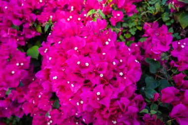 Cayman Adaları, Grand Cayman 'daki Bougainvillea Çiçeklerine yakın.