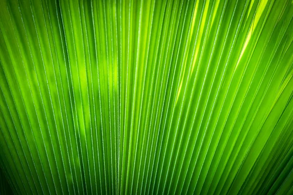 Κοντινό Πλάνο Ενός Palm Leaf Guadalupe Στο Grand Cayman — Φωτογραφία Αρχείου