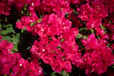 Cayman Adaları, Grand Cayman 'daki Bougainvillea Çiçeklerine yakın.