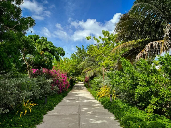 Widok Ścieżkę Bujną Roślinnością Prowadzącą Camana Bay Nabrzeża Grand Cayman — Zdjęcie stockowe