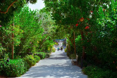 Grand Cayman, Cayman Adası, Şubat 2023, Camana Körfezi 'nin girişine uzanan yemyeşil bir bitki örtüsü manzaralı bir yol.