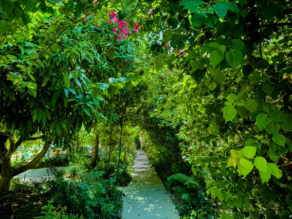 Vista Caminho Que Atravessa Túnel Verde Feito Vegetação Tropical Grand — Fotografia de Stock