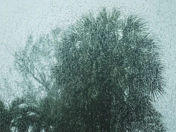 Вид Некоторые Деревья Через Москитную Сетку Время Тропического Дождя — стоковое фото