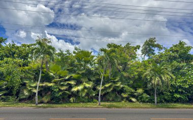 West Bay Road, Grand Cayman, Cayman Adaları yakınlarındaki yemyeşil bir tropikal bitki örtüsü manzarası