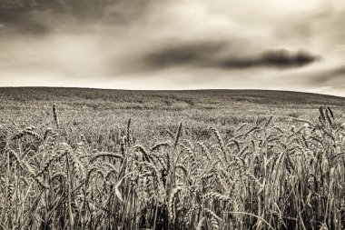 Doğu Sussex kırsalında yaz aylarında buğday tarlasında gün batımı