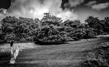 İngiltere, İngiltere 'deki bir Londra parkındaki bir ağaç hattının önündeki bir çayırda ölü bir ağaç gövdesi.