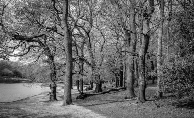 Wimbledon Common, İngiltere 'deki Queensmere göleti.
