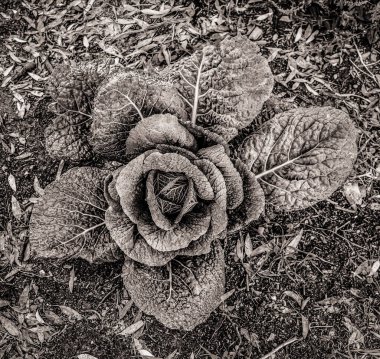 Fransa, Normandiya 'da bir bahçede tek bir organik lahanaya yakın.